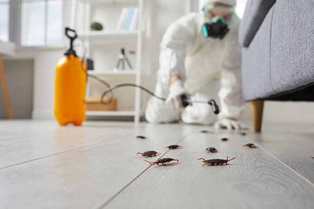 Commercial Kitchen Cockroach Control in Kerens